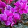 Cylcamen Bowl Purple 33cm -Happy Gardenly 1010868820Cyclamen purple 1