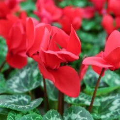 Cyclamen Hanging Pot 25 Cm -Happy Gardenly 1010868920Cyclamen red