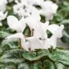 Cyclamen Hanging Pot 25 Cm -Happy Gardenly 1010869220Cyclamen white