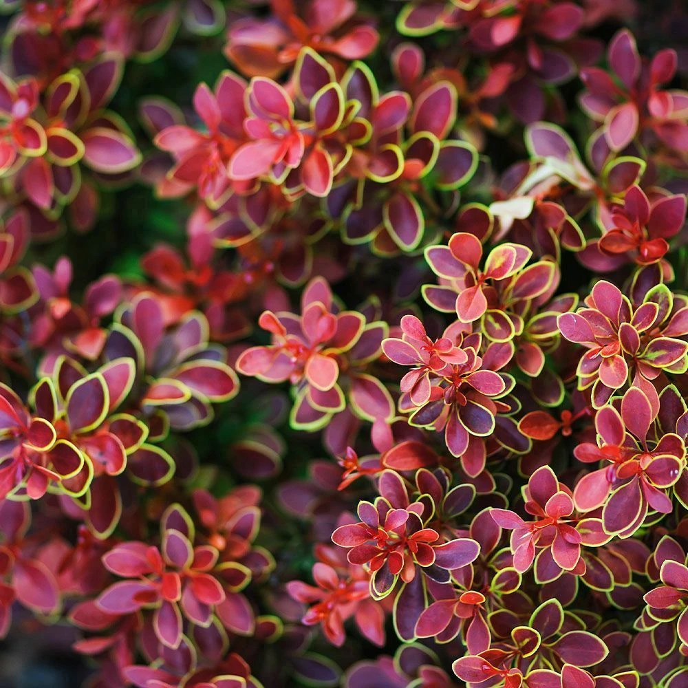 Berberis Thunbergii 'Admiration' 3 Litre 3 Berberis Thunbergii 'Admiration' 3 Litre