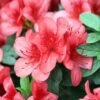 Azalea Japonica Mix 5 Litre -Happy Gardenly 10112859 Azalea