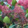 Skimmia Japonica 'Rubella' 5 Litre -Happy Gardenly 1011347720 20October20Offers Plants Skimmia20Rubella 2