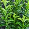 Euonymus Japonicus 'Green Spider' 2 Litre -Happy Gardenly 1011484220 20Euonymus20Green20SpiderSQ