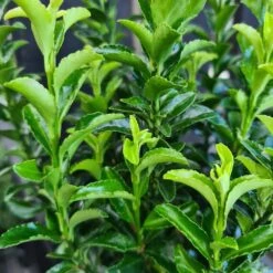 Euonymus Japonicus 'Green Spider' 2 Litre