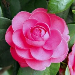 Camellia Mixed 10 Litre