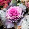 Ornamental Cabbage Mixed Jumbo 6 Pack -Happy Gardenly 10115746 Ornamental Cabbage