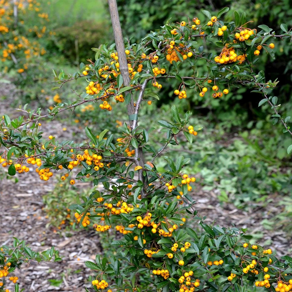 Pyracantha Saphyr 'Cadaune' 3 Litre 2 Pyracantha Saphyr 'Cadaune' 3 Litre