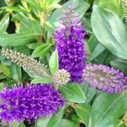 Hebe Addenda Donna Emma 2 Litre