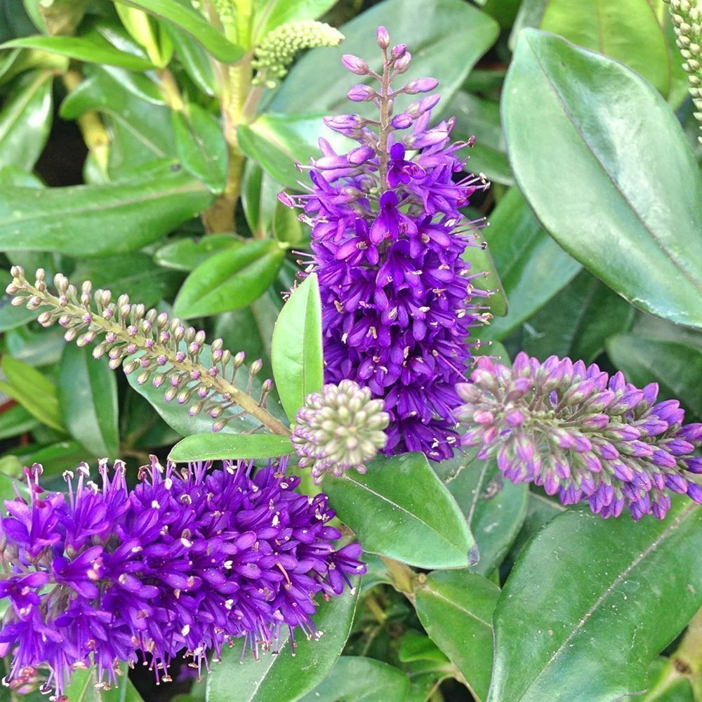 Hebe Addenda Donna Emma 2 Litre 3 Hebe Addenda Donna Emma 2 Litre