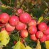 Malus Jelly King 12 Litre 2 Malus Jelly King 12 Litre -Happy Gardenly 1012346720 20Malus20Jelly20King20 20Crab20Apple