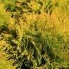 Thuja Occidentalis 'Jantar' 4.5 Litre -Happy Gardenly 10132088 Thuja20occidentalis20Jantar shutterstock 2290778511