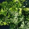 Dryopteris Affinis 'Cristata The King' 7.5 Litre -Happy Gardenly 10138172 Dryopteris20affinis20Cristata20The20King207.520Litre shutterstock 2130015581