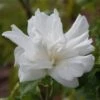 Hibiscus Syriacus 'White Chiffon' 4.5 Litre -Happy Gardenly 10140720 Hibiscus20syriacus20White20Chiffon shutterstock 1813443442