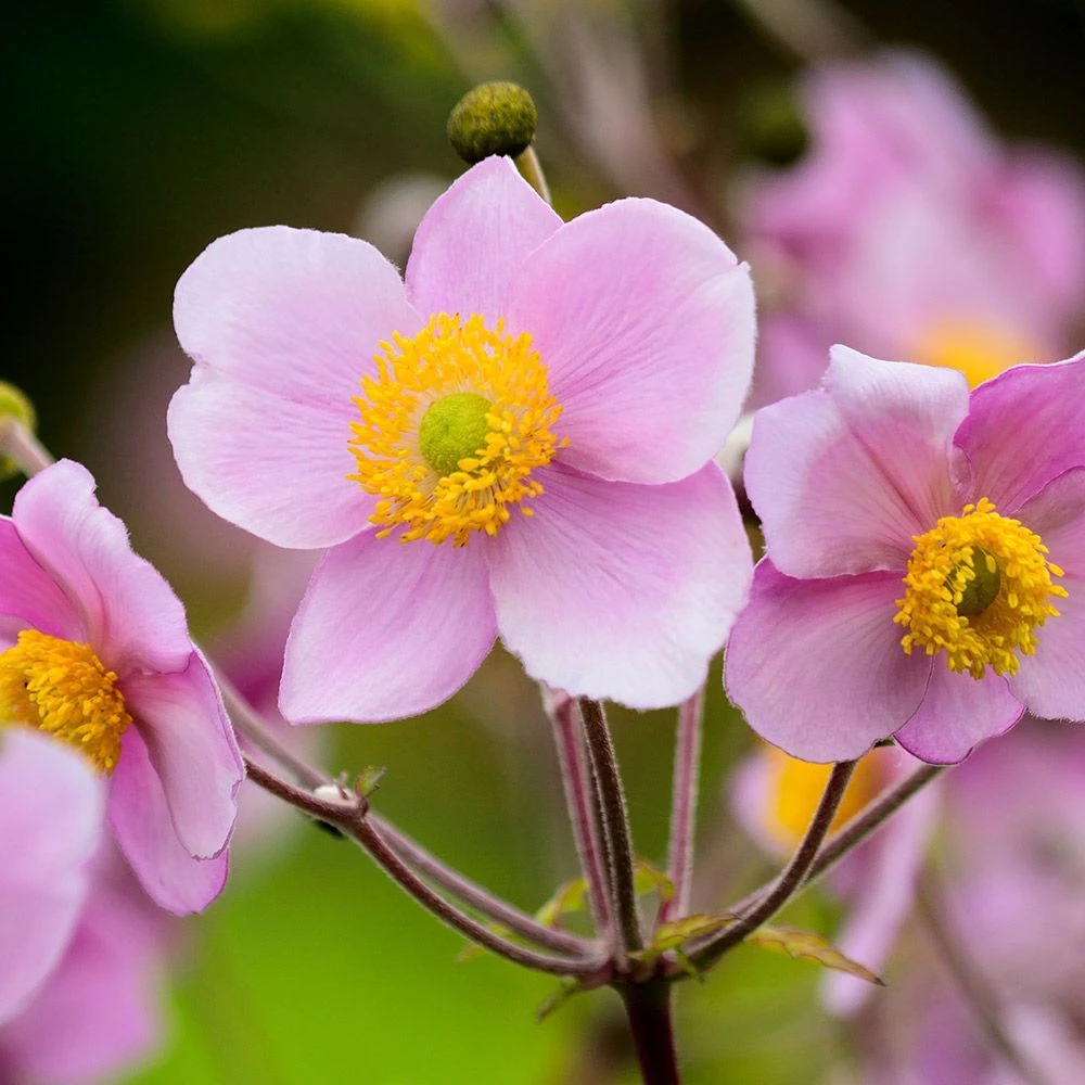 Japanese Anemone 3 Litre 3 Japanese Anemone 3 Litre