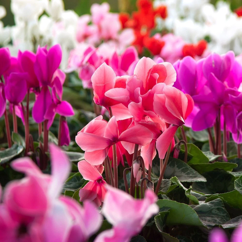 Cyclamen Bowl Cheerful Mix 33cm 3 Cyclamen Bowl Cheerful Mix 33cm