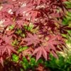 Acer Orindo 'Sumi Nagashi' Bowl 30cm -Happy Gardenly 10168914 Acer20Palmatum20Sumi Nagashi20SS 1