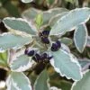 Pittosporum 'Elizabeth' 7.5 Litre -Happy Gardenly 10171552 Pittosporum20Elizabeth20SS