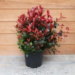 Photinia Fraseri 'Little Red Robin' Ball 5 Litre -Happy Gardenly 1017175020 20Outdoor20Plants202023 Photinia201