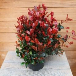 Happy Gardenly -Happy Gardenly 1017175020 20Outdoor20Plants202023 Photinia202