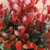 Photinia Fraseri 'Little Red Robin' Ball 5 Litre 2 Photinia Fraseri 'Little Red Robin' Ball 5 Litre -Happy Gardenly 1017175020 20Outdoor20Plants202023 Photinia203