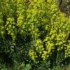 Euphorbia 'Robbiae' 3 Litre -Happy Gardenly 10197648 Euphorbia20Robbiae shutterstock 1517942618