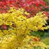 Acer Palmatum 'Bihoo' 14 Litre -Happy Gardenly 10200855 Acer Palmatum Bihoo SS