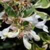 Abelia X Grandiflora 'Sparkling Silver' 2.5 Litre -Happy Gardenly 1020270120 20Abelia20Sparkling20SilverSS