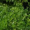 Euonymus Japonicus 'Green Rocket' 3 Litre -Happy Gardenly 1020271620 20Euonymus20Japonicus20Green20Rocket20320Litre20SS