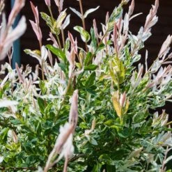 Salix Integra 'Hakuro-nishiki' Standard 3 Litre