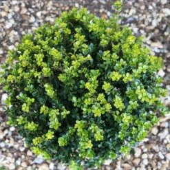 Holly - Ilex Crenata 'Green Hedger' 10 Litre -Happy Gardenly 1020961720 20Green20Hedger2010L top