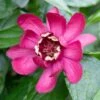Calycanthus 'Aphrodite' 4 Litre 1 Calycanthus 'Aphrodite' 4 Litre -Happy Gardenly 1021558220 20Calycanthus20Aphrodite shutterstock 1127335583