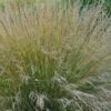 Poa Labillardierei 3 Litre -Happy Gardenly 10216226 Poa20Labillardierei shutterstock 2098161748