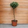 Laurus Nobilis (Bay Tree) 1/2 Standard Spiral Stem 2 Laurus Nobilis (Bay Tree) 1/2 Standard Spiral Stem -Happy Gardenly 1021760920 20Outdoor20plants202023 Bay20Tree20Spiral201