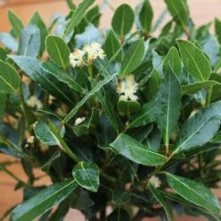 Laurus Nobilis (Bay Tree) 1/2 Standard Spiral Stem -Happy Gardenly 1021760920 20Outdoor20plants202023 Bay20Tree20Spiral203