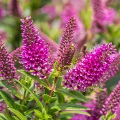 Hebe Addenda Donna Eva 2 Litre