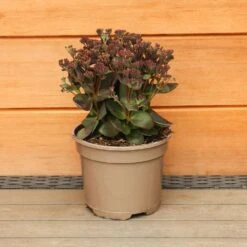 Sedum Telephium 'Conga Line' 2 Litre -Happy Gardenly 1023274020 20Sedum20Conga20Line 501980101665 IMG 7895