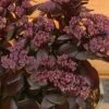 Sedum Telephium 'Dark Magic' 2 Litre -Happy Gardenly 1023274120 20Sedum20Dark20Magic 5019801016689 IMG 7910