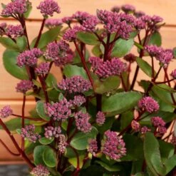 Sedum Telephium 'Double Martini' 2 Litre