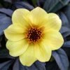 Dahlia 'Mystic Illusion' 3 Litre -Happy Gardenly 1023276320 20Dahlia20Mystic20Illusion shutterstock 1108034294