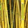 Phyllostachys Spectabilis 80cm To 100cm -Happy Gardenly 10233979 Phyllostachys Spectabilis Evergreen SS