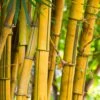Phyllostachys Aureosulcata 80cm To 100cm -Happy Gardenly 10233980 Phyllostachys Aureosulcatis Evergreen SS