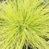 Festuca Glauca 'Amigold' 2 Litre -Happy Gardenly 1023724720 20Festuca20Amigold202L