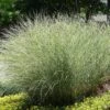 Miscanthus Sinensis 'Morning Light' 5 Litre -Happy Gardenly 1024460920 20Miscanthus20Morning20Light shutterstock 655705312