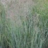 Panicum Virgatum 'Heavy Metal' 5 Litre -Happy Gardenly 10244612 Panicum20Heavy20Metal shutterstock 2098141633