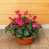 Cylcamen Bowl Burgundy 33cm 2 Cylcamen Bowl Burgundy 33cm -Happy Gardenly 1024672520Cyclamen20Burgundy2027cm