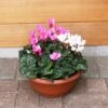 Cyclamen Bowl Harmony Mix 33cm -Happy Gardenly 1024672820Cyclamen20Harmony20Mixed2027cm
