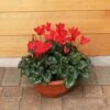 Cylcamen Bowl Red 33cm -Happy Gardenly 1024673120Cyclamen20Red2027cm
