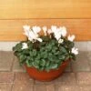 Cylcamen Bowl White 33cm 1 Cylcamen Bowl White 33cm -Happy Gardenly 1024673220Cyclamen20White2027cm