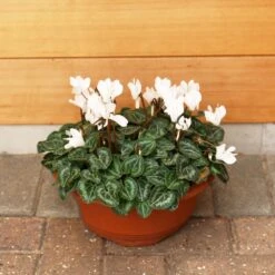 Cylcamen Bowl White 33cm