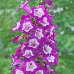 Penstemon Collection 3 Litre -Happy Gardenly 1024680320 20Penstemon20Cha20Cha20collection 320SS